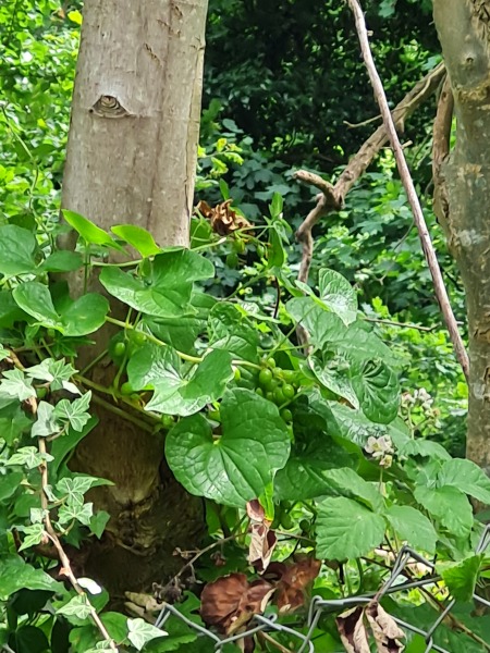 Identify this wild plant at my train station?