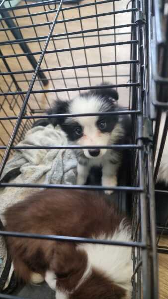 Border Collie Question