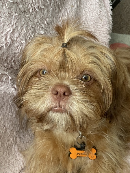 Puppy survival thread part 2