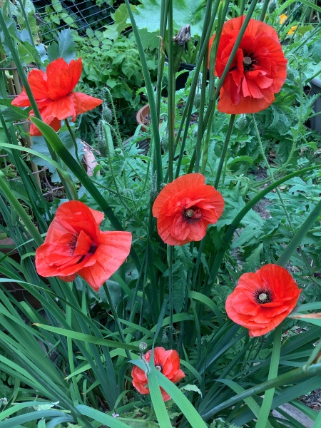 What have you done in the garden today? Part 2