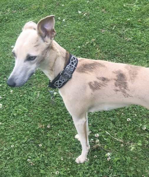 My dog was badly assaulted at the groomers yesterday- not sure what to do next.
