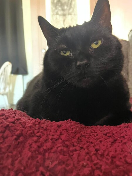 Let's talk hairballs