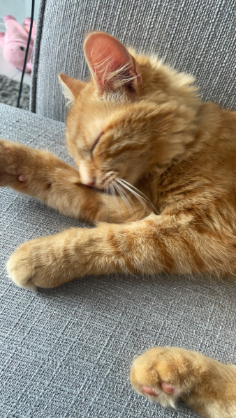 Cat still getting ticks even though he's been treated