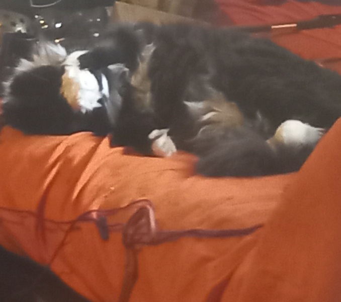 A Very Great Quantity Of Excellent Cats