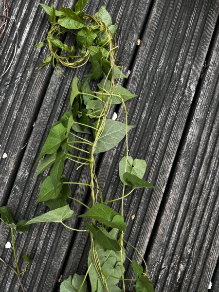 Please help me identify this