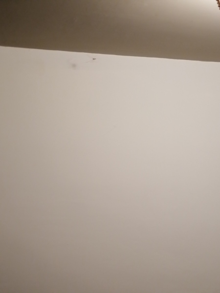 How do you get rid of those skinny spiders?