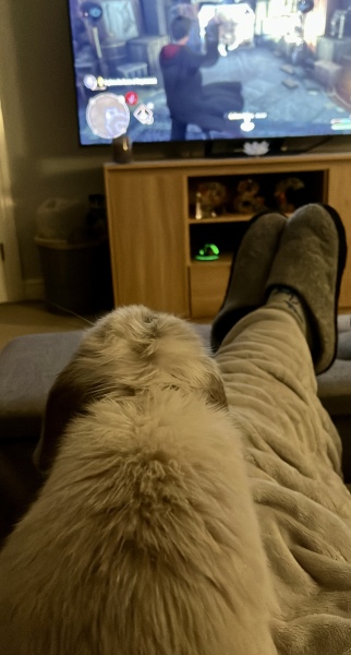 Holland Lop Rabbit breeder?