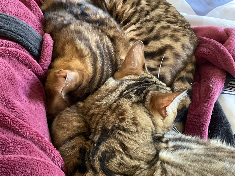 A Very Great Quantity Of Excellent Cats