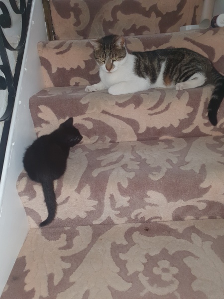 How long did older take to adapt to kitten?