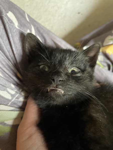 We found a kitten. Tips