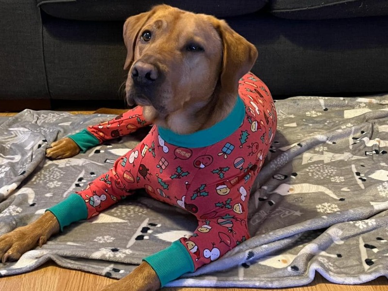 What random things is your dog scared of?