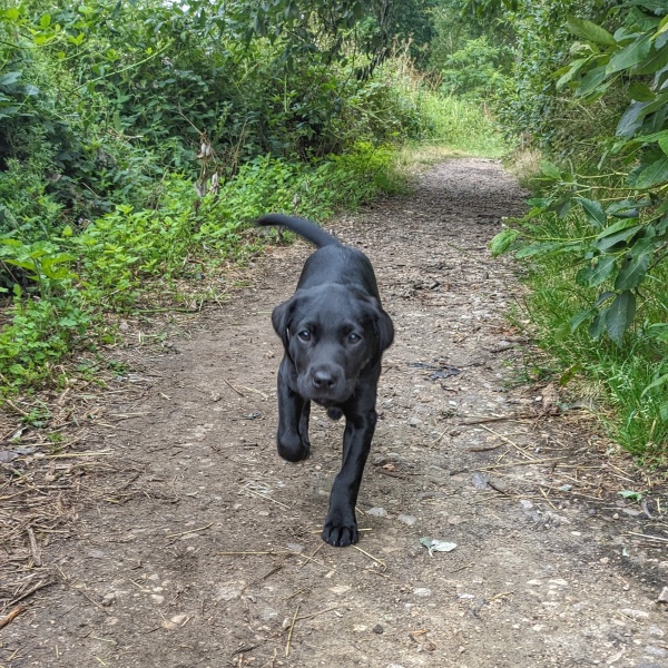 Puppy survival thread part 2