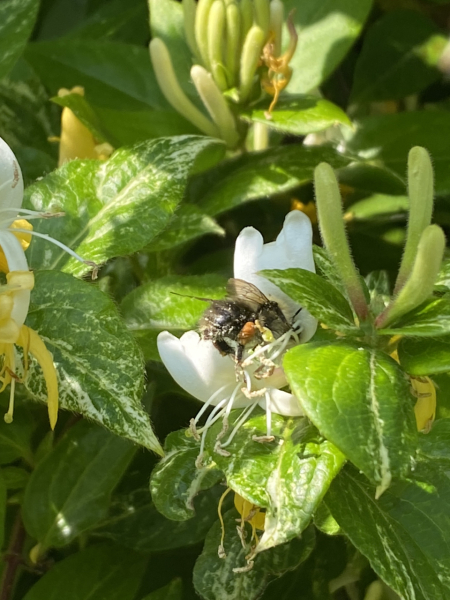 Where are all the bees?