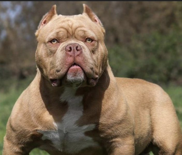 Another person killed by one of these dogs 