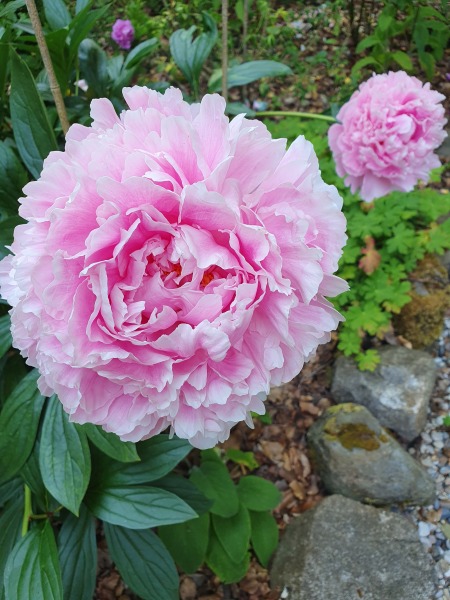 Have your peonies sprouted yet?