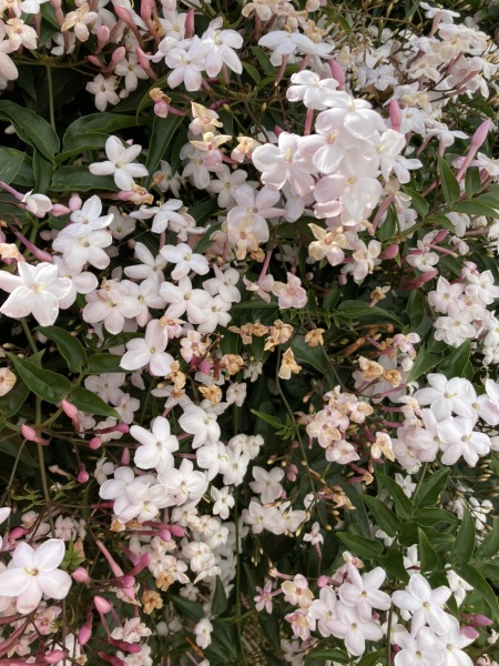 Is this normal for jasmine?