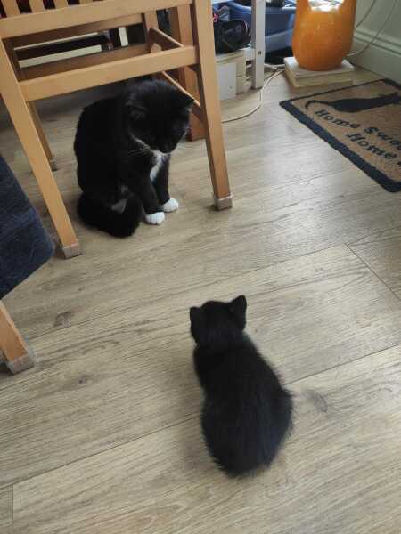 Cats used to be worshiped as Gods...