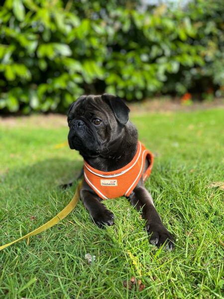 Pregnant & thinking of rehoming a dog 