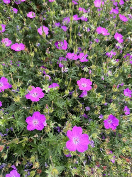 Plant id sage this is a geranium