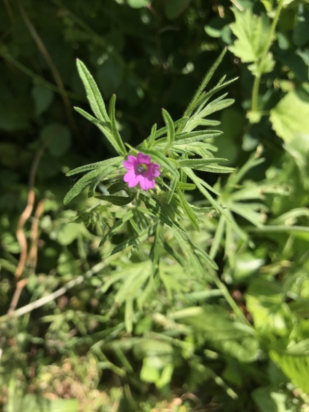'Wildflowers' packet germinated, but what the heck are they?! Plant ID help please 