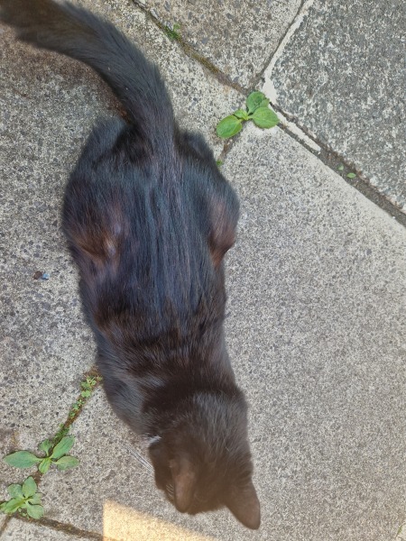 Cat Losing Fur (pics added)