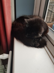 Cats used to be worshiped as Gods...