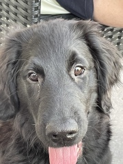 Puppy survival thread part 2