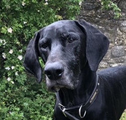 What mix is my dog ( photo included)