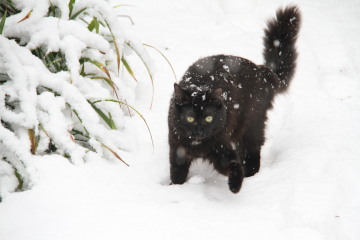 How long did you *actually* keep your cat in for?