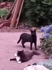 Cats used to be worshiped as Gods...