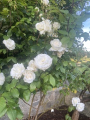 Rose ID & Deadheading advice 