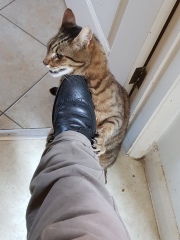 Thug cat part 5 - For he will not do destruction, if he is well-fed, neither will he spit without provocation.