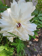 What have you done in the garden today? Part 2