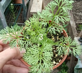 'Wildflowers' packet germinated, but what the heck are they?! Plant ID help please 