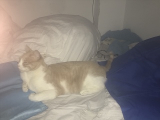 A Very Great Quantity Of Excellent Cats