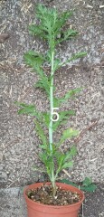 'Wildflowers' packet germinated, but what the heck are they?! Plant ID help please 