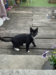 Cat emerging from shed everyday