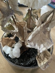 Is this house plant dead?