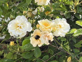 Where are all the bees?
