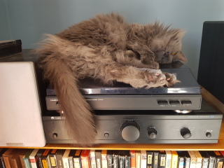 Where do your cats sleep?