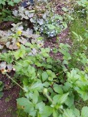 Is this some sort of buttercup?