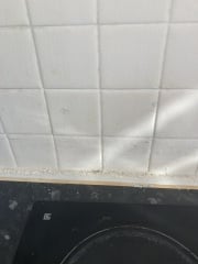 Budget kitchen update (pics)