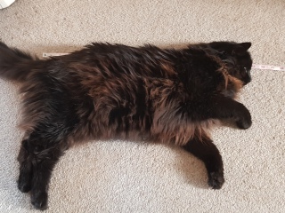 Cats used to be worshiped as Gods...