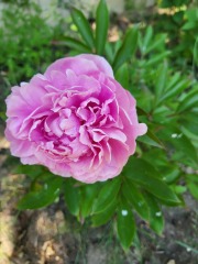 What have you done in the garden today? Part 2