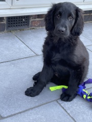 Puppy survival thread part 2