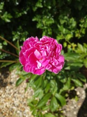 Have your peonies sprouted yet?