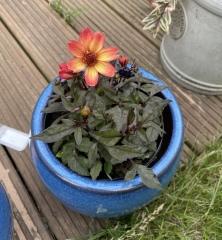 What’s wrong with my hydrangea…and what’s this other plant?