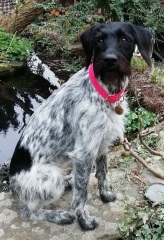 What mix is my dog ( photo included)
