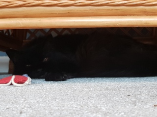 Cats used to be worshiped as Gods...