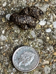 Can anyone identify what animal left these droppings?